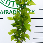 Ibištek sýrsky (Hibiscus syriacus) ´WHITE CHIFON´- výška 150-170 cm, kont. C5L - NA KMIENKU